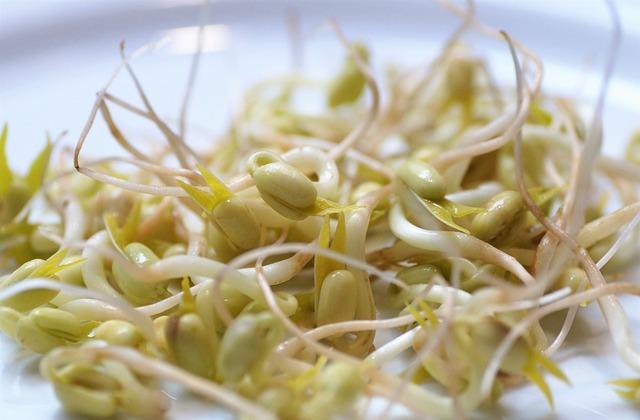 Fermentovaná brokolice: Superpotravina proti rakovině
