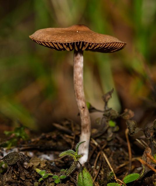 Fermentovaná vláknina: Tajemství zdravého trávení odhaleno