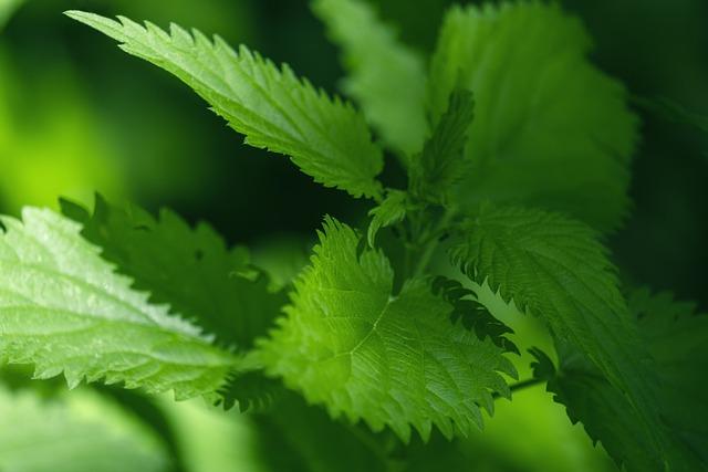 Sodium Benzoate: Tichý nepřítel ve vašem jídle