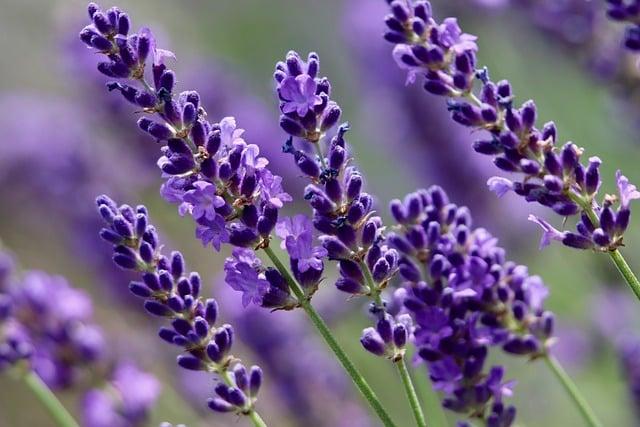 Levandule: Klíč k uklidnění a detoxikaci pro zlepšení spánku