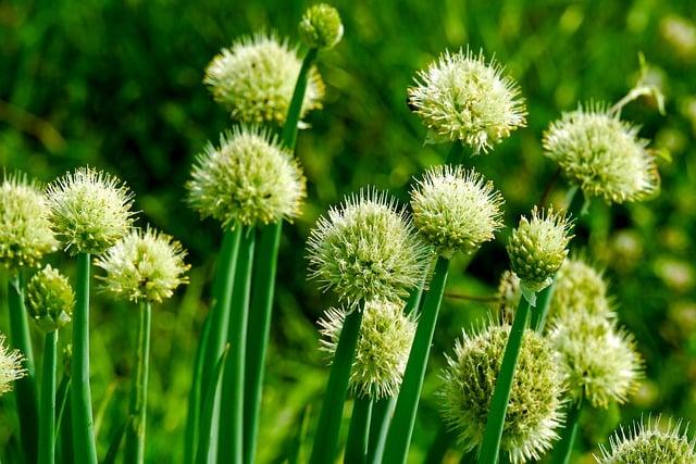 Cibule: Nečekaný detox pomocník - 4 způsoby využití