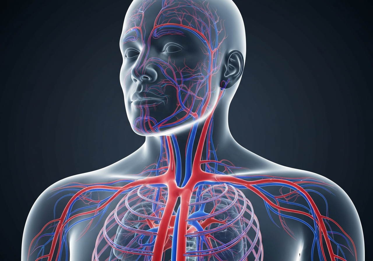 A professional medical illustration of the human circulatory system focusing on thermal response, high-tech modern aesthetic, soft clinical lighting, 85mm lens, sharp focus, professional editorial style, no text, no words, no letters