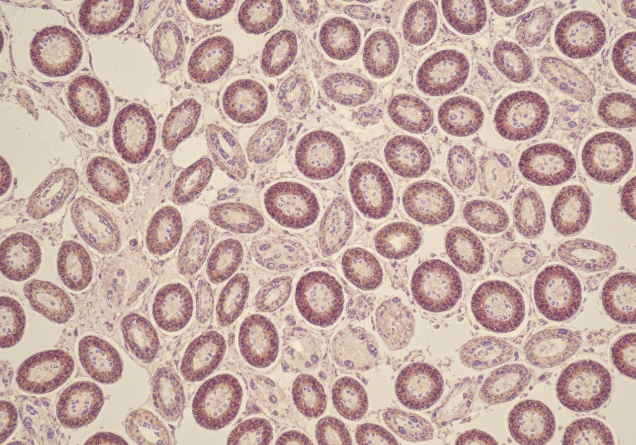 Microscopic medical visualization of brown adipose tissue cells with high mitochondrial density, clean laboratory environment, aesthetic scientific editorial style, soft diffused lighting, 85mm lens, high resolution, no text, no words, no letters